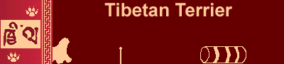 Tibet-Terrier-Zucht ' Khyi-Lha '