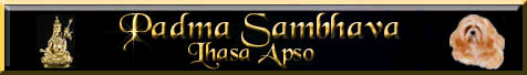 Lhasa Apso-Zucht 'Padma Sambhava'