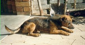 Cane, das Häufchen Elend