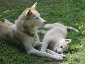 Nadeschda und Bjelka