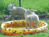 Boria und Bjelka, die Wasserratten