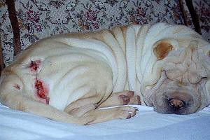 Uffi schwer verletzt