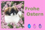 Anklicken f�r Normalgr��e