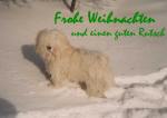 Anklicken f�r Normalgr��e