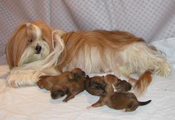 Kirashu Josephine with her puppies