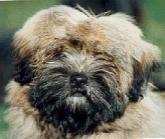 lhasa apso - information and photo gallery