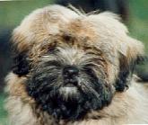 Lhasa Apso - Infos und Fotogalerie