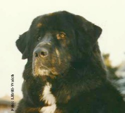 Bessina