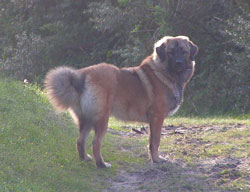 Atisha