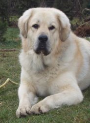 Balihara Altan-Corgo