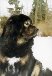 Bunomtshar Wadschradhara, R&uuml;de, 4 Jahre