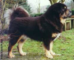 Chirkhan