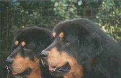 P�ma du jardin des khyi des trois rois und Yarkhand de New-Flame