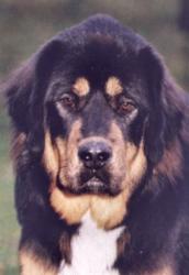 Mystic mountain Thorgal