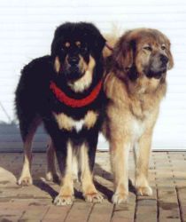 Filo und Yala