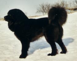 En'tschig Taschi von Wencheng