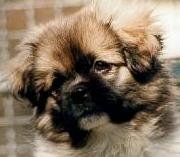 tibetan spaniel - information and photo gallery