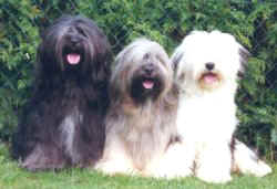 Three dogs of Schanti's