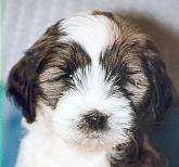 tibetan terrier - information and photo gallery